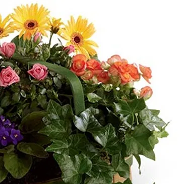 Vignone flowers  -  Basket of Seasonal Flowering Plants Flower Bouquet/Arrangement