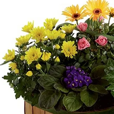 Vignone flowers  -  Basket of Seasonal Flowering Plants Flower Bouquet/Arrangement