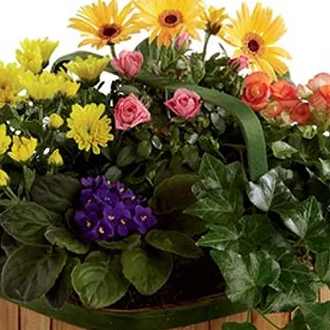 Vignone flowers  -  Basket of Seasonal Flowering Plants Flower Bouquet/Arrangement
