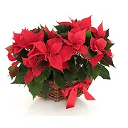Italy online Florist - Basket Composition of Red Poinsettias Bouquet