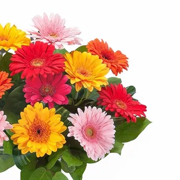 Italy flowers  -  Vase Composition with Colored Gerberas Flower Bouquet/Arrangement