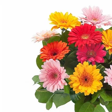 Italy flowers  -  Vase Composition with Colored Gerberas Flower Bouquet/Arrangement