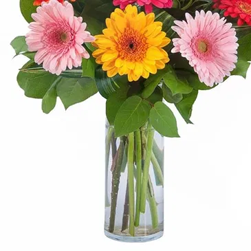 Italy flowers  -  Vase Composition with Colored Gerberas Flower Bouquet/Arrangement