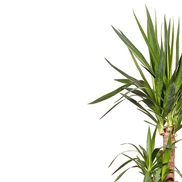 Vignone flowers  -  Dracaena Plant Flower Bouquet/Arrangement