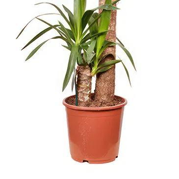 Vignone flowers  -  Dracaena Plant Flower Bouquet/Arrangement