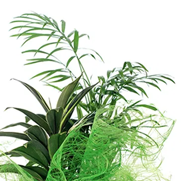 Vignone flowers  -  Composition of Green Plants Flower Bouquet/Arrangement