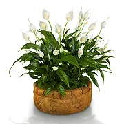 Vignone online Florist - Spathiphyllum Basket Bouquet