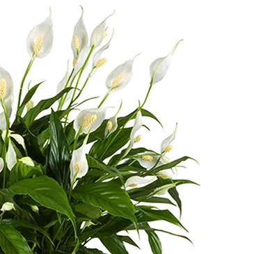 Mira flowers  -  Spathiphyllum Basket Flower Bouquet/Arrangement