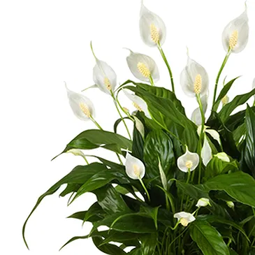 Mira flowers  -  Spathiphyllum Basket Flower Bouquet/Arrangement