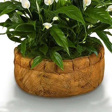 Mira flowers  -  Spathiphyllum Basket Flower Bouquet/Arrangement