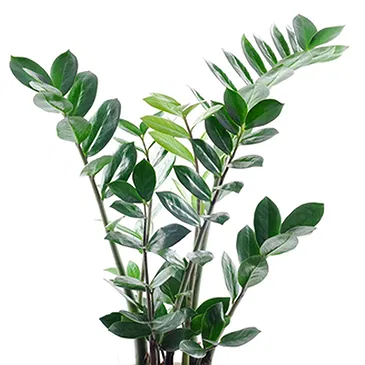 Vignone flowers  -  Zamioculcas Flower Bouquet/Arrangement