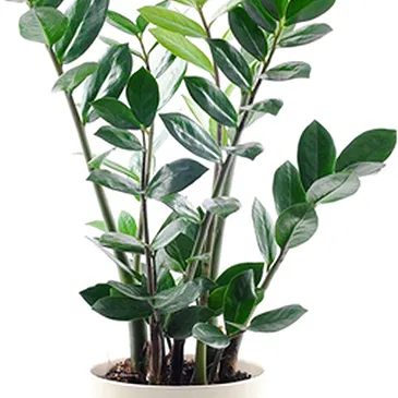 Vignone flowers  -  Zamioculcas Flower Bouquet/Arrangement