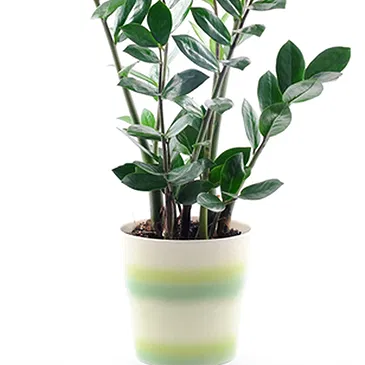 Vignone flowers  -  Zamioculcas Flower Bouquet/Arrangement