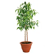 Castelguidone Fleuriste en ligne - Plante Ficus Benjamin Bouquet