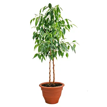 fleuriste fleurs de Castelguidone- Plante Ficus Benjamin Bouquet/Arrangement floral