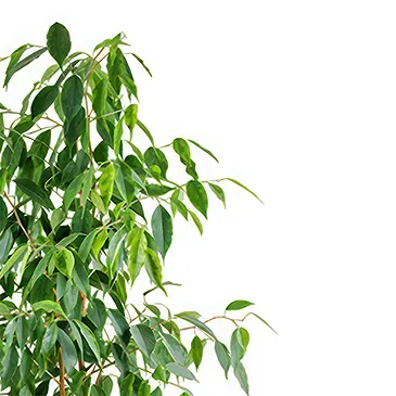 fleuriste fleurs de Castelguidone- Plante Ficus Benjamin Bouquet/Arrangement floral