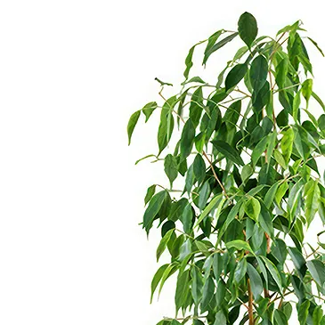 fleuriste fleurs de Castelguidone- Plante Ficus Benjamin Bouquet/Arrangement floral