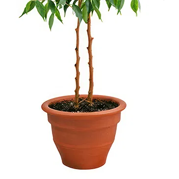 fleuriste fleurs de Castelguidone- Plante Ficus Benjamin Bouquet/Arrangement floral
