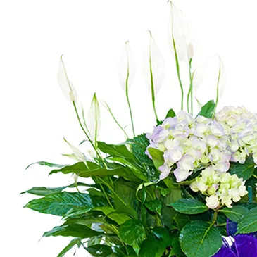 Vignone flowers  -  Basket of Plants for Wedding Flower Bouquet/Arrangement