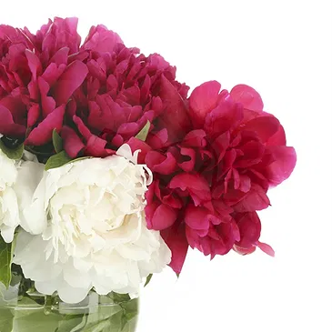 Italy flowers  -  White and Pink Peonies Composition in Vase Flower Bouquet/Arrangement