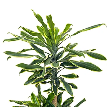 Vignone flowers  -  Trunk of Happiness  Flower Bouquet/Arrangement