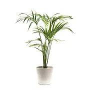 Italy online Florist - Kentia Plant Bouquet