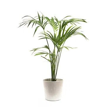 Vignone flowers  -  Kentia Plant Flower Bouquet/Arrangement