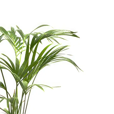 Vignone flowers  -  Kentia Plant Flower Bouquet/Arrangement