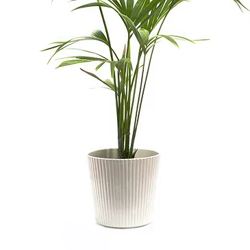 Vignone flowers  -  Kentia Plant Flower Bouquet/Arrangement