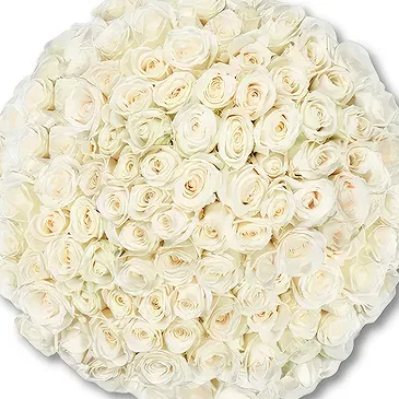 Holland flowers  -  100 Premium white Roses | Grower Flower Bouquet/Arrangement