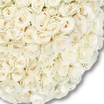 Holland flowers  -  100 Premium white Roses | Grower Flower Bouquet/Arrangement