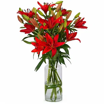 Holland flowers  -  New Day Flower Delivery