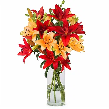 Holland flowers  -  Red Gift Flower Delivery