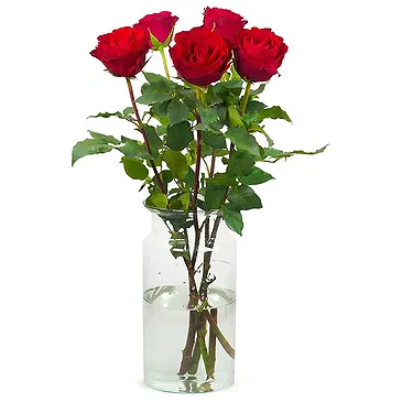 Colijnsplaat Blumen Florist- Luxusgeschenk Bouquet/Blumenschmuck