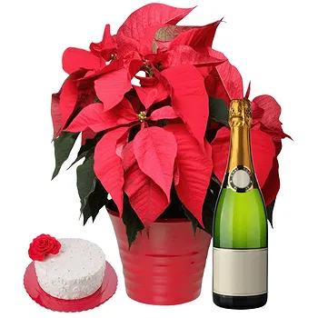 Pattaya flowers  -  Red Poinsettia with Cake and Sparkling Wine Flower Delivery