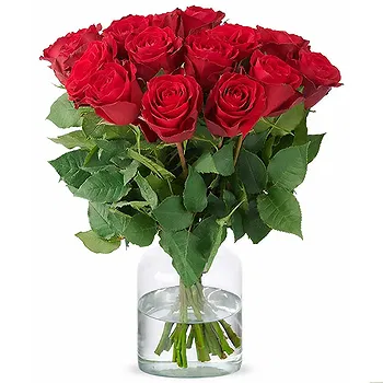 Holland flowers  -  Red roses (40cm) Flower Delivery