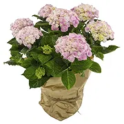 Norway online Florist - Delicate Color Hydrangea Arrangement Bouquet