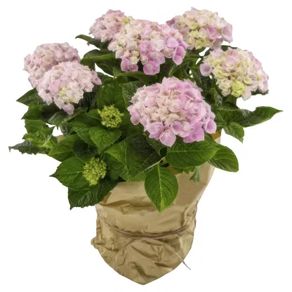 Norway flowers  -   Flower Bouquet/Arrangement