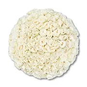 Amsterdam Online Florist - 100 premium vita rosor | Odlare Bukett