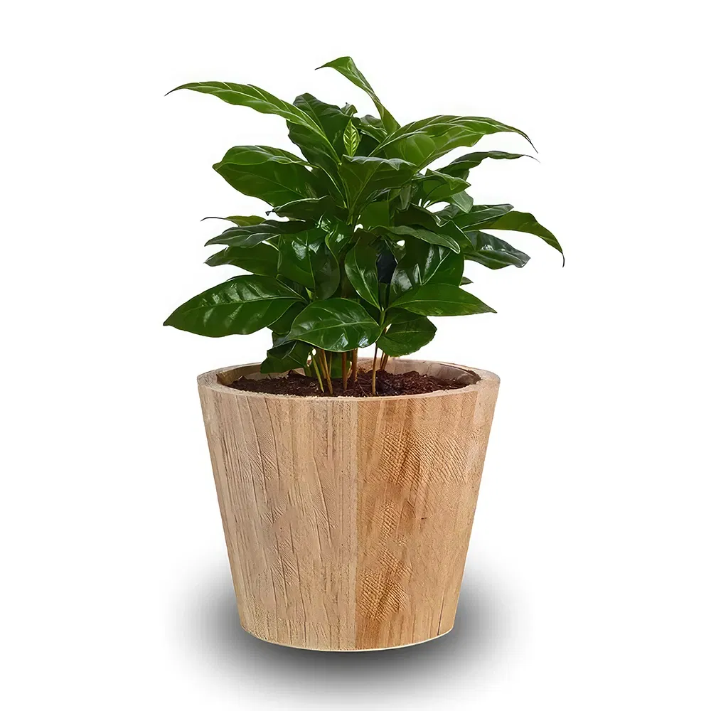 Geneve blomster- Arabisk kaffe