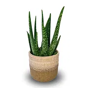 Uster Online Blumenhändler - Aloe Vera Blumenstrauß