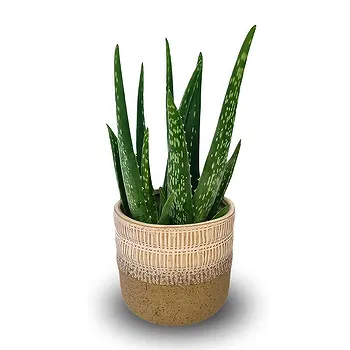 Monteceneri flowers  -  Aloe Vera Flower Delivery