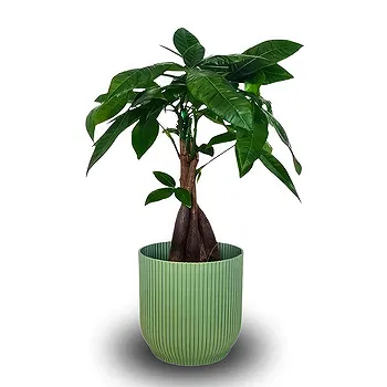 Monteceneri flowers  -  Money Plant Flower Delivery