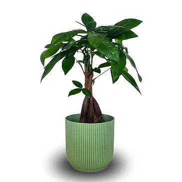 Ipsach Blumen Florist- Geldpflanze Bouquet/Blumenschmuck