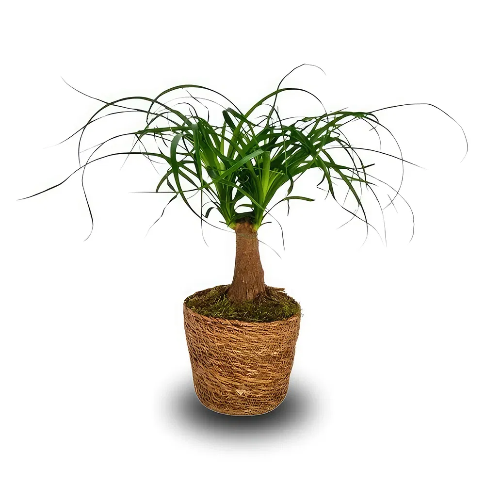 Geneve blomster- Hestehale palme
