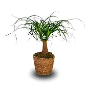 Monteceneri online Florist - Ponytail Palm Bouquet