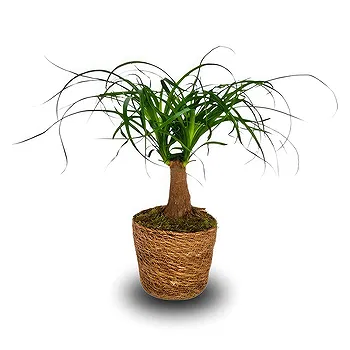 Monteceneri flowers  -  Ponytail Palm Flower Delivery