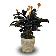 Monteceneri online Florist - Calathea Tassmania Bouquet