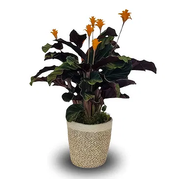 Monteceneri flowers  -  Calathea Tassmania Flower Bouquet/Arrangement