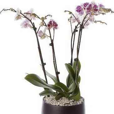 Greece flowers  -  Phalaenopsis Plants Flower Bouquet/Arrangement